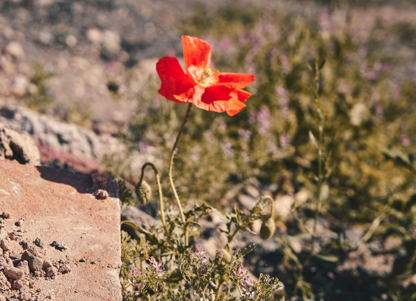 Mohn-Blume mit roten Blüten